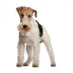 fox-terrier