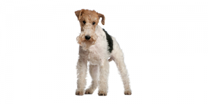fox-terrier