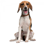 American-Foxhound