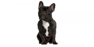 french-Bulldog