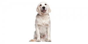 Golden Retriver