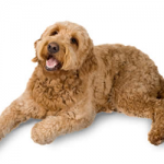 golden-doodle