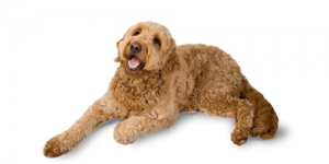 golden-doodle