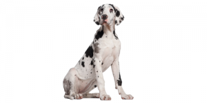 great-Dane