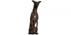 greyhound