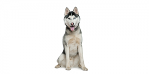husky
