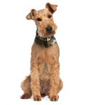 lakeland-terrier