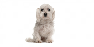 maltese