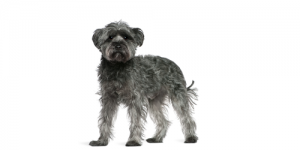 Schnoodle