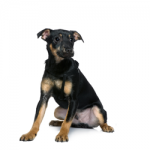 miniature-pinscher