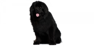 newfoundland