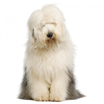 old-english-sheepdog