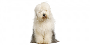 old-english-sheepdog