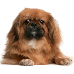 pekingese