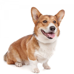 pembroke-corgi