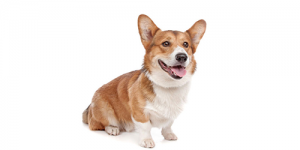pembroke-corgi