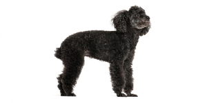 poodle