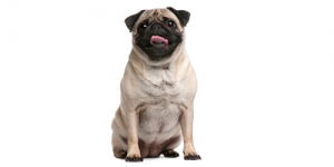 pug2