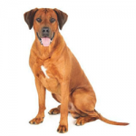 rhodesian-ridgeback