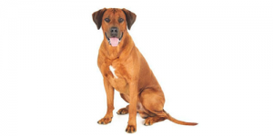 rhodesian-ridgeback