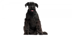 schnaucher