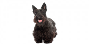 scottissh-Terrier