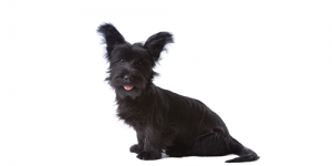 skye-terrier