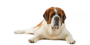 st bernard