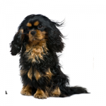 toy-spaniel2