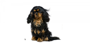 toy-spaniel2