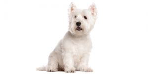 westie