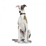 whippet2