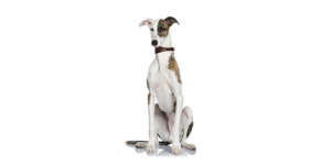 whippet2