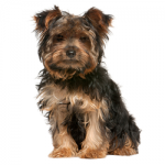 yorkie-poo