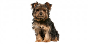 yorkie-poo