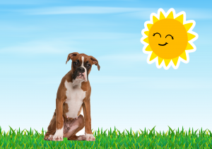Dog in sun
