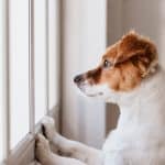 dog looking worried, looking out of window