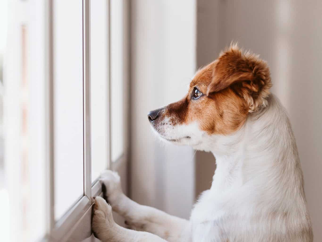 dog looking worried, looking out of window