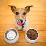 dog licking lips with dog food bowl