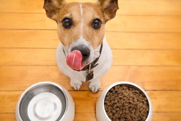 dog licking lips with dog food bowl