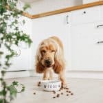 Spaniel eating from bowl, making a mess