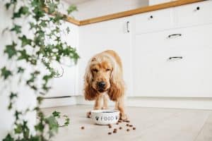 Spaniel eating from bowl, making a mess