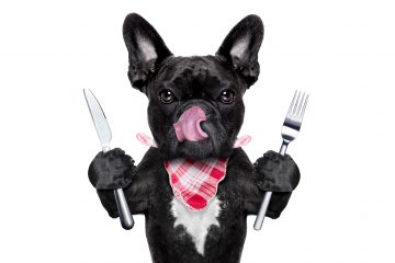 Dog with knife and fork