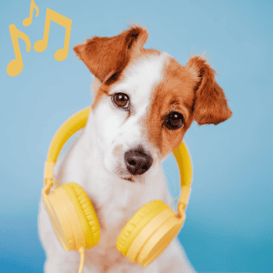 Dog with headphones on