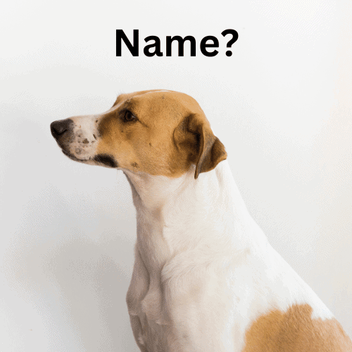 Choose dog name