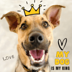 Rich dog as king