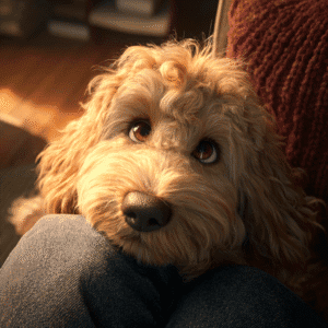 Larbradoodle leaning into owner